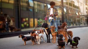 Complete Manual for Dog Walking Insurance for Your Company
