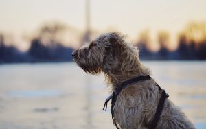Improving Family Outdoor Experiences: The Advantages of Dog Fences for Security