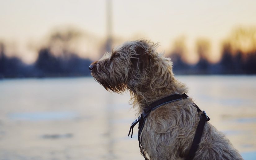 Improving Family Outdoor Experiences: The Advantages of Dog Fences for Security