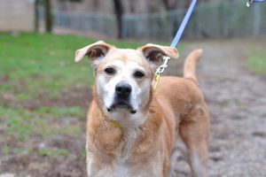 Q&A: Thinking About Selling Our Rental to Support a Senior Dog Rescue Project