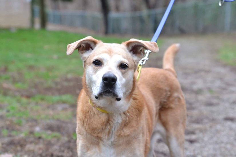 Q&A: Thinking About Selling Our Rental to Support a Senior Dog Rescue Project