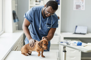 The Challenges of Choosing the Appropriate Veterinarian